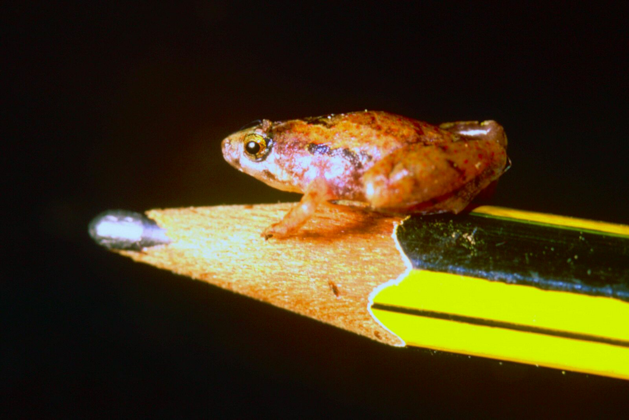  Hewan  vertebrata terkecil dari jenisnya hewan  bertulang  