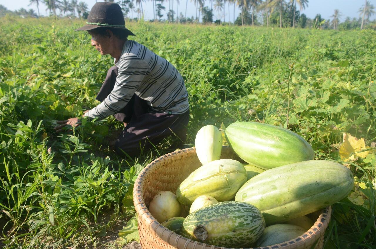 Krai, Buah Khas Banyuwangi Saat Bulan Ramadan