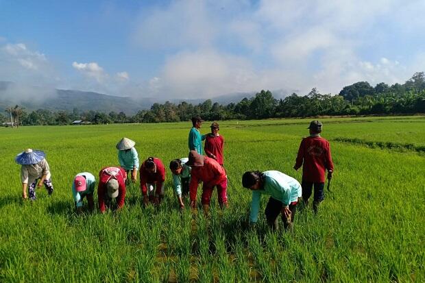 Kabupaten Poso Dukung Percepatan Tanam Melalui Sekolah Lapang