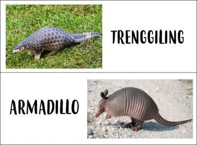 Armadillo hewan yang kebal peluru