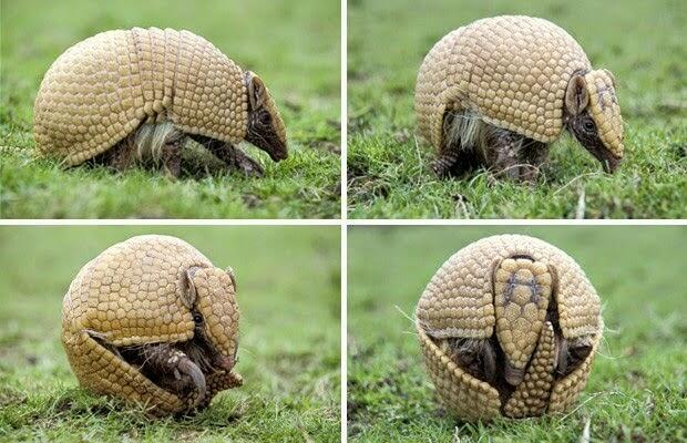 Armadillo hewan yang kebal peluru