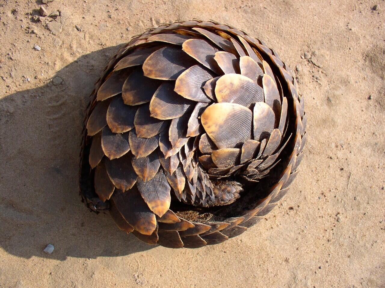 Armadillo hewan yang kebal peluru