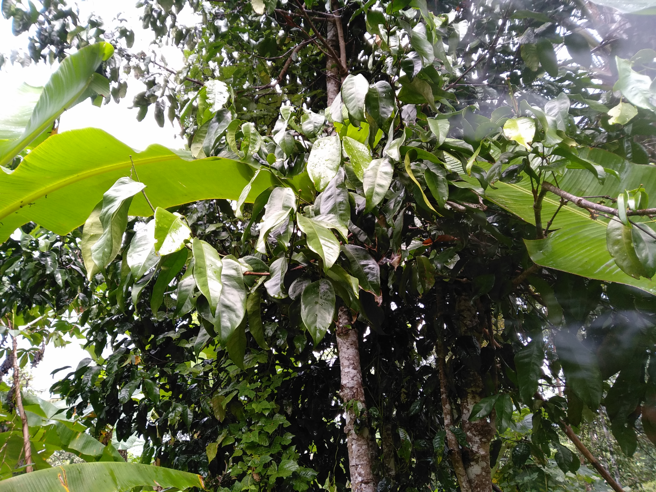 &#91;COC Ramadan 2020&#93; 5 Dedaunan Favorit Buat Pecel