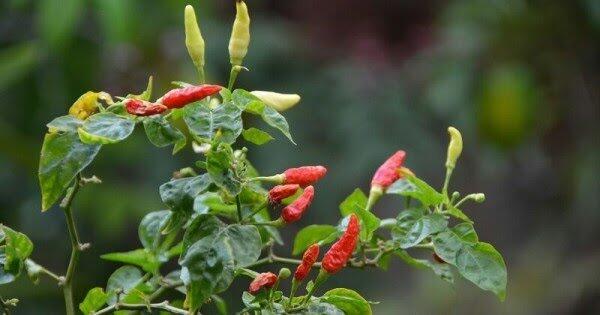 Cara Menanam Cabe Rawit Dengan Baik &amp; Benar