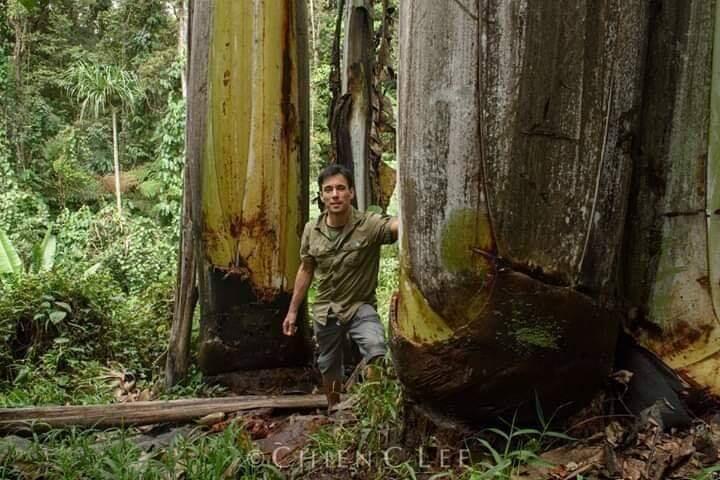 Musa Ingens, Pisang Raksasa yang Tumbuh di Pegunungan Papua