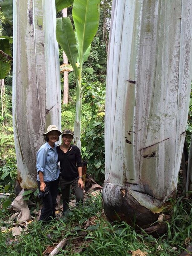 Musa Ingens, Pisang Raksasa yang Tumbuh di Pegunungan Papua