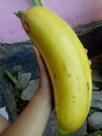 Musa Ingens, Pisang Raksasa yang Tumbuh di Pegunungan Papua