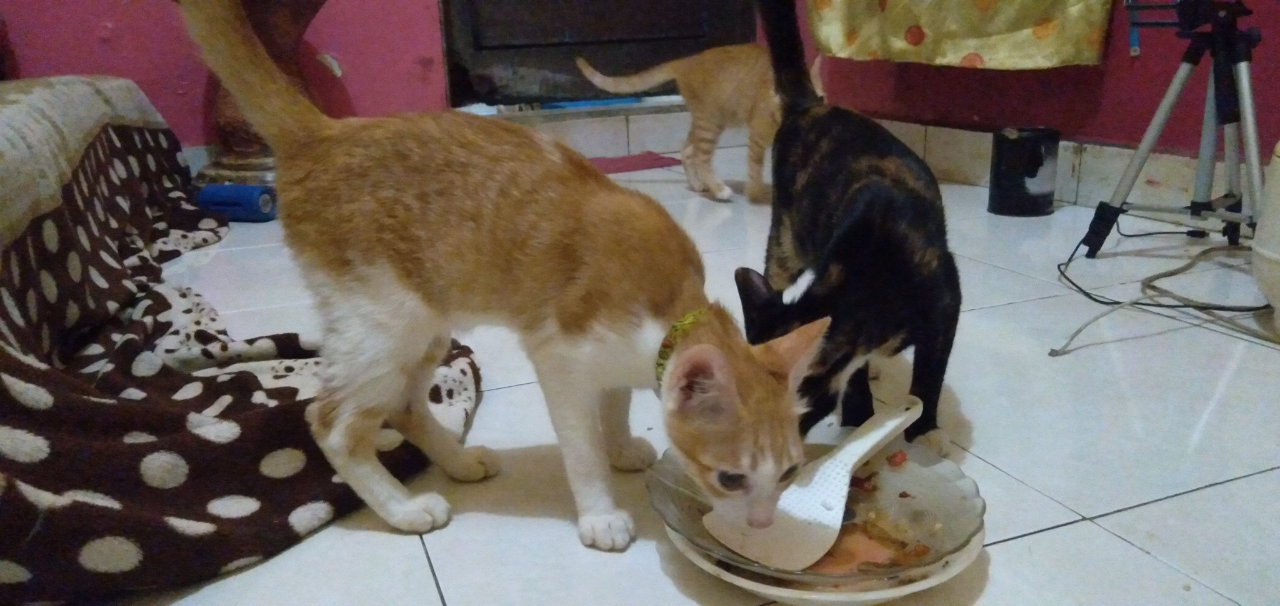 Perilaku Homoseksual pada Kucing
