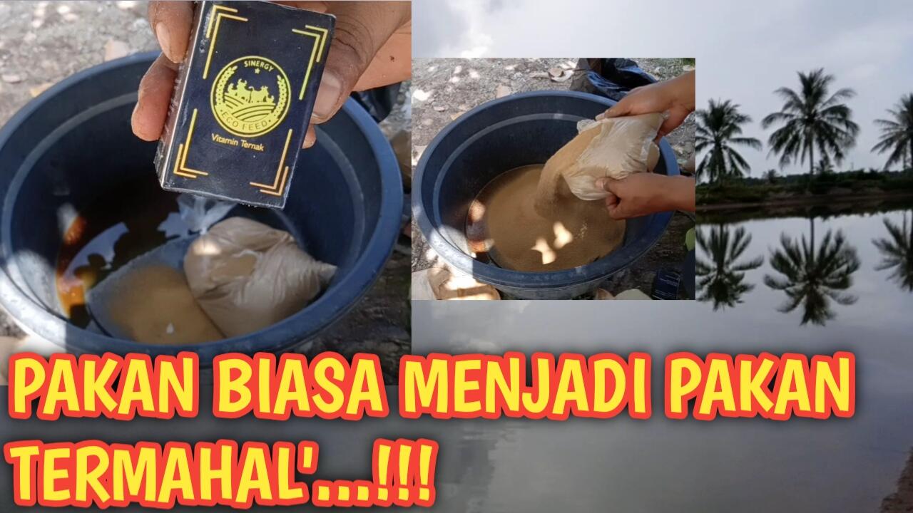 &#91;Page 2&#93; MEMBUAT PROBIOTIK EM4 PERIKANAN TAMBAK UDANG WINDU DAN CARA APLIKASINYA