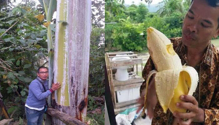 Bangga! Ternyata Pisang Terbesar di Dunia Ada di Indonesia, Begini penampakannya