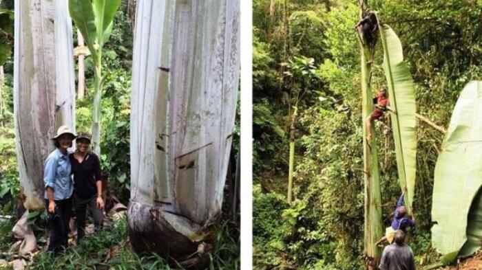 Bangga! Ternyata Pisang Terbesar di Dunia Ada di Indonesia, Begini penampakannya