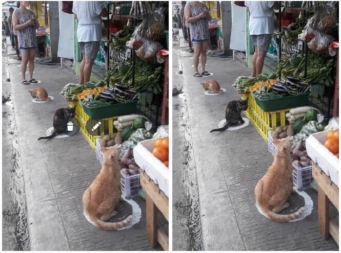 Viral Foto Kucing Lagi ‘Social Distancing’, Netizen: Hewan Aja Bisa