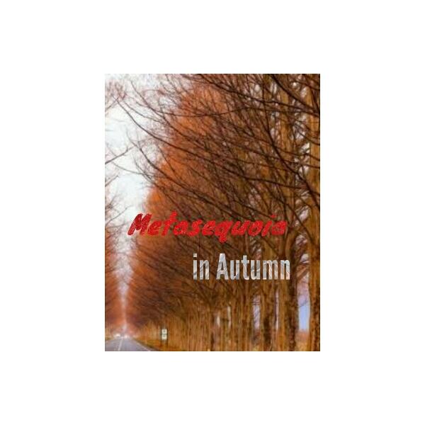 Metasequoia in Autumn