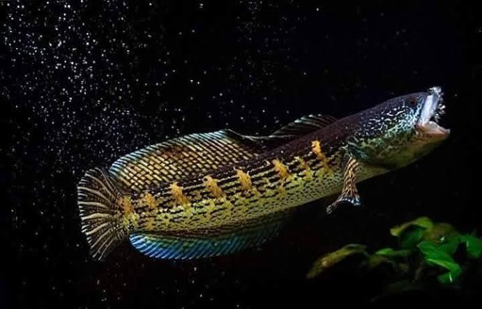 11 Jenis Ikan Snakehead Yang Bagus Untuk Menghiasi Aquarium Anda Dirumah