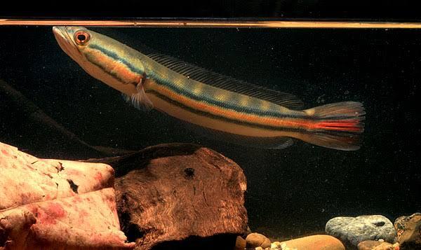 11 Jenis Ikan Snakehead Yang Bagus Untuk Menghiasi Aquarium Anda Dirumah