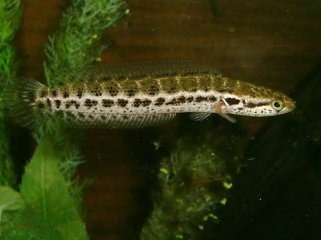 11 Jenis Ikan Snakehead Yang Bagus Untuk Menghiasi Aquarium Anda Dirumah