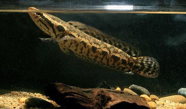 11 Jenis Ikan Snakehead Yang Bagus Untuk Menghiasi Aquarium Anda Dirumah