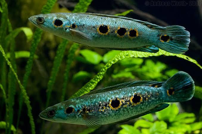 11 Jenis Ikan Snakehead Yang Bagus Untuk Menghiasi Aquarium Anda Dirumah