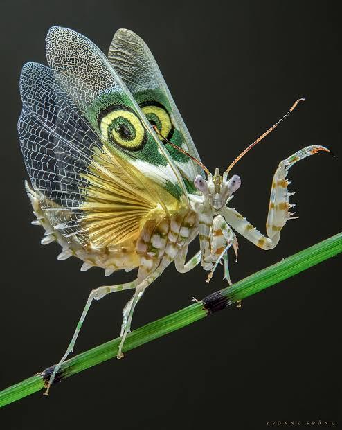 10 Mantis atau Belalang Sembah yang Memiliki Tubuh Unik