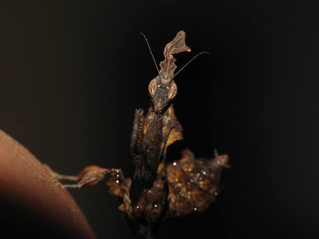 10 Mantis atau Belalang Sembah yang Memiliki Tubuh Unik