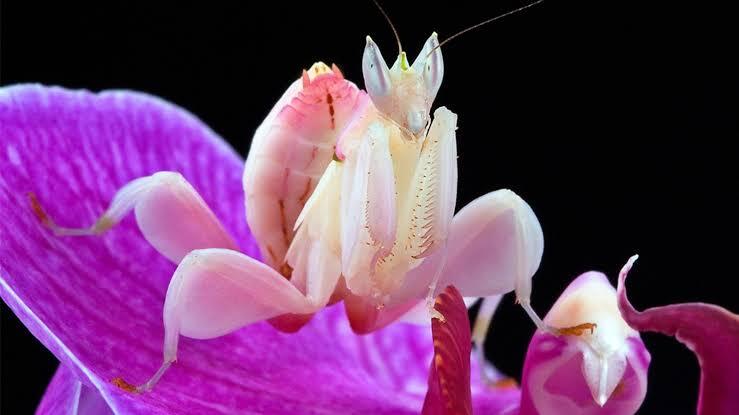 10 Mantis atau Belalang Sembah yang Memiliki Tubuh Unik
