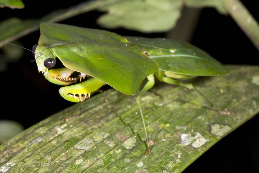 10 Mantis atau Belalang Sembah yang Memiliki Tubuh Unik
