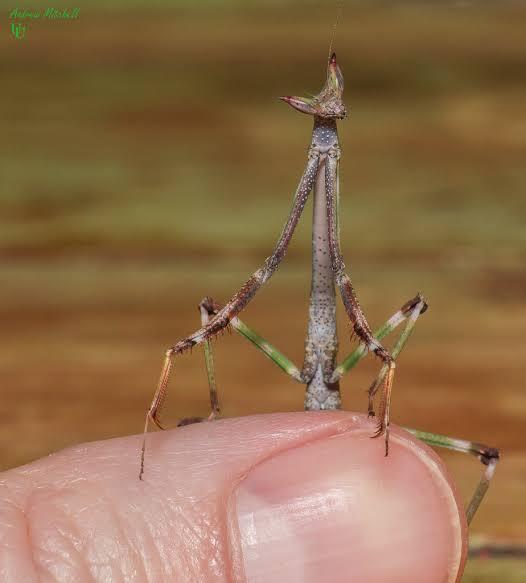 10 Mantis atau Belalang Sembah yang Memiliki Tubuh Unik