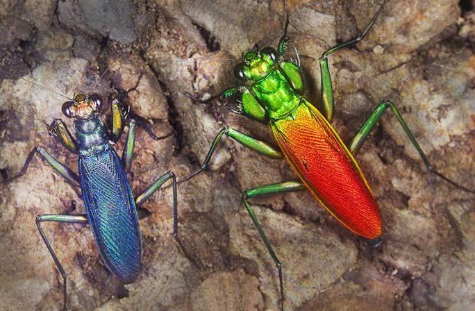 10 Mantis atau Belalang Sembah yang Memiliki Tubuh Unik