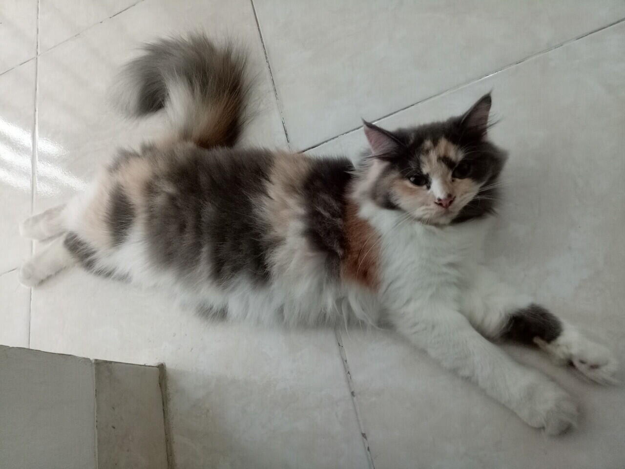 Kucing Betina Ras Siap Dihibahkan