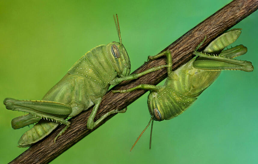 Skip Corona, Fotografer Micro Ini Cakap Mendokumentasikan Kumbang Filipina yg Langka