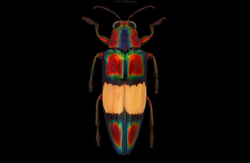 Skip Corona, Fotografer Micro Ini Cakap Mendokumentasikan Kumbang Filipina yg Langka