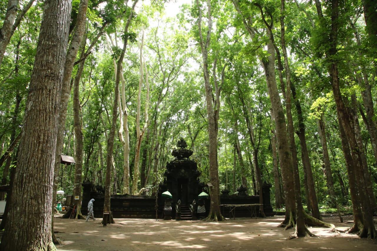 5 Hutan Terangker di Indonesia