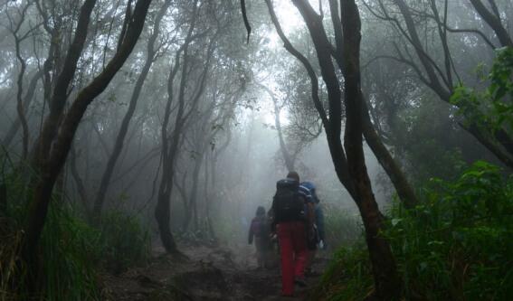 5 Hutan Terangker di Indonesia