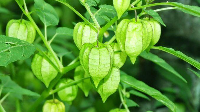 Buah Ceplukan (Cecendet) Dan Khasiatnya Yang Luar Biasa