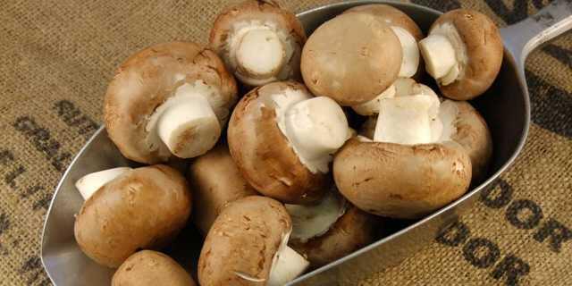 6 Jenis Jamur yang Dapat Dikonsumsi