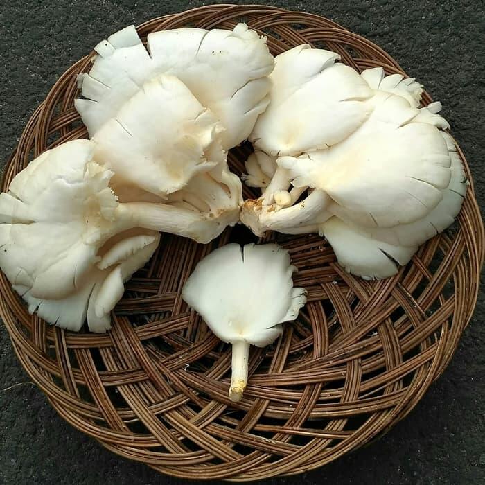 6 Jenis Jamur yang Dapat Dikonsumsi