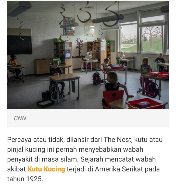 Kutu Kucing Bisa Membuat Seorang Anak Manusia Meninggal, Berikut Faktanya!