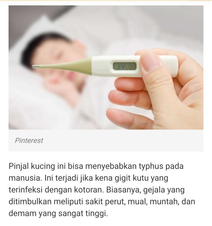 Kutu Kucing Bisa Membuat Seorang Anak Manusia Meninggal, Berikut Faktanya!