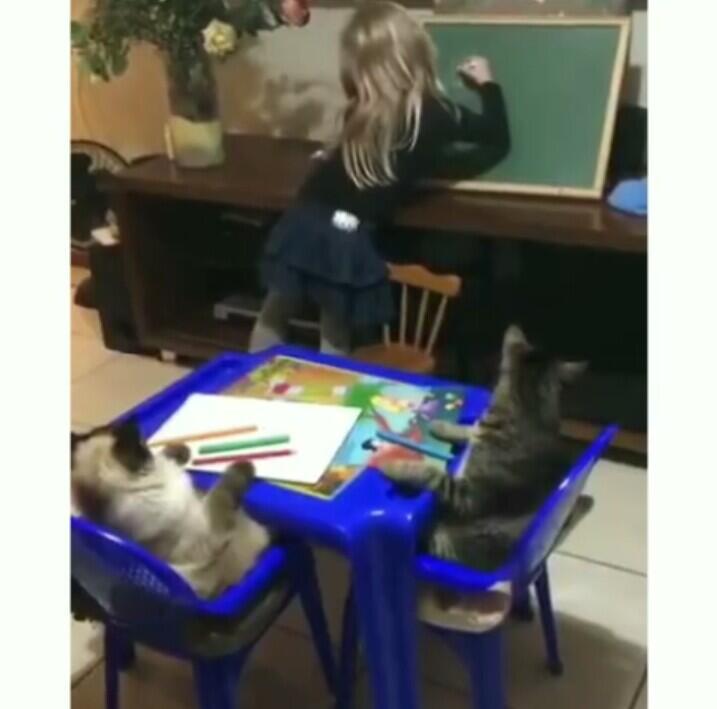 Menggemaskan! Dua Kucing ini Nurut sama jadi murid si Anak, Kok bisa?