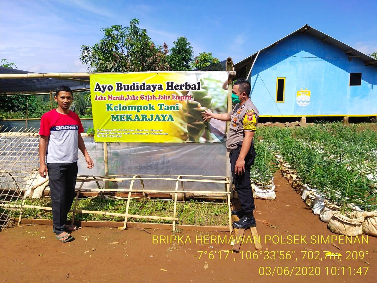 Budidaya Herbal Jahe Gajah, Merah Dan Emprit