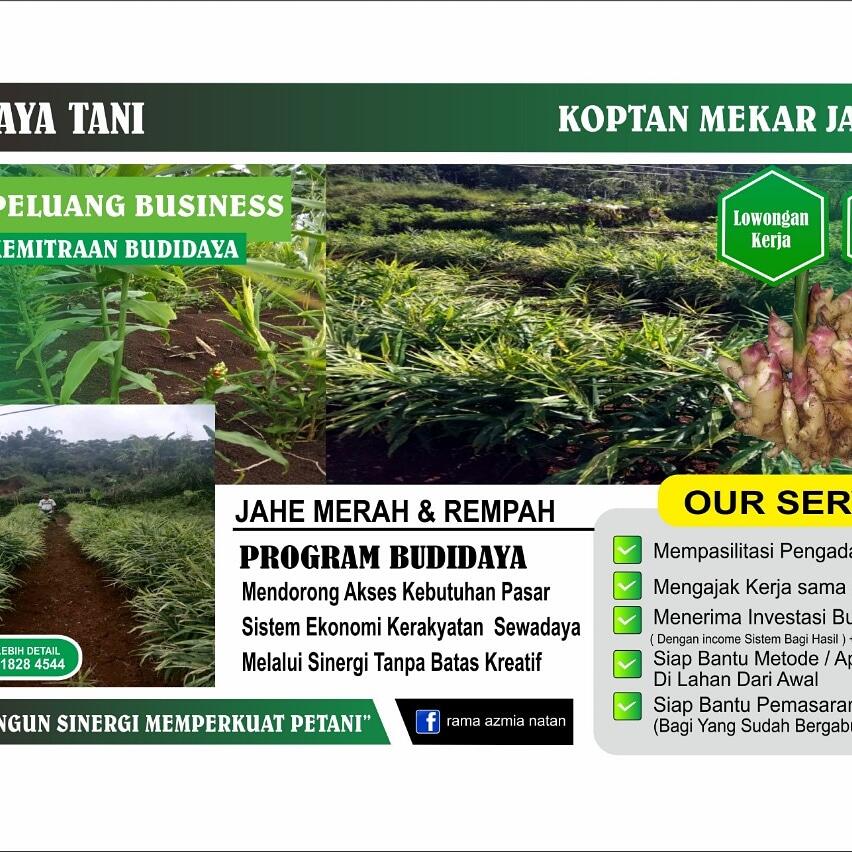 Budidaya Herbal Jahe Gajah, Merah Dan Emprit