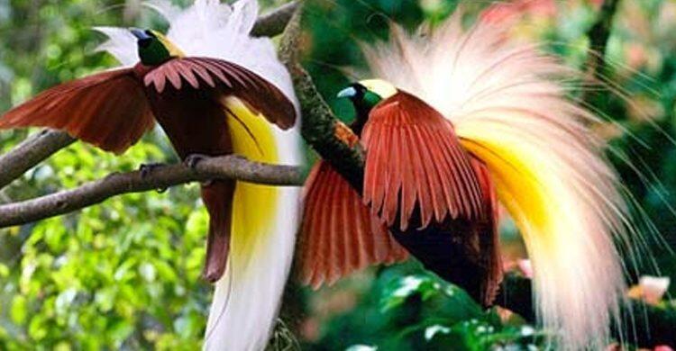 Inilah Pakaian Adat Yang Digunakan Untuk Menikah Orang Papua