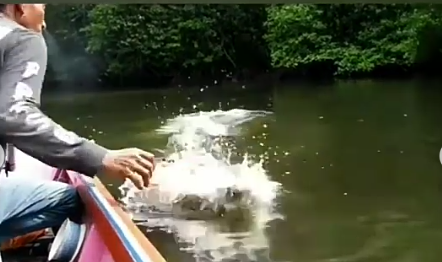 Fenomena Langka Buaya Hidup Berdampingan dengan Masyarakat, Namanya Riska! Wow Seram