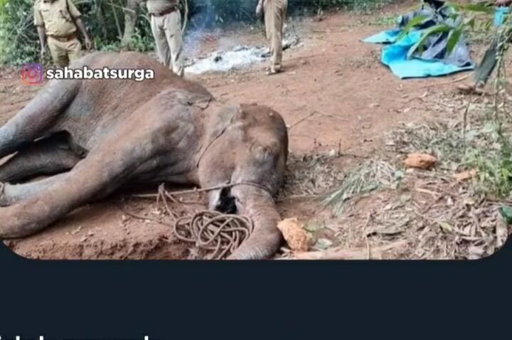 Memilukan! Gajah Ini Mati Usai Makan Buah Nanas yang Diberi Bahan Peledak Oleh Warga!