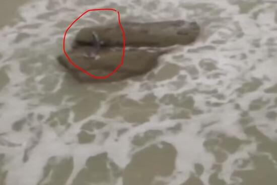 REAL OR FAKE? 4 PENAMPAKAN MAKHLUK MITOLOGI