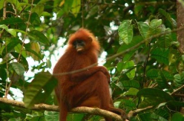 Tupai Peminum Darah dan Aneka Hewan Langka Lainnya di Kalimantan