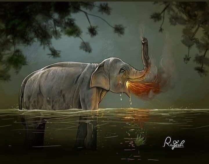 KEJAM, Gajah ini Mati dengan bayi didalam kandungannya