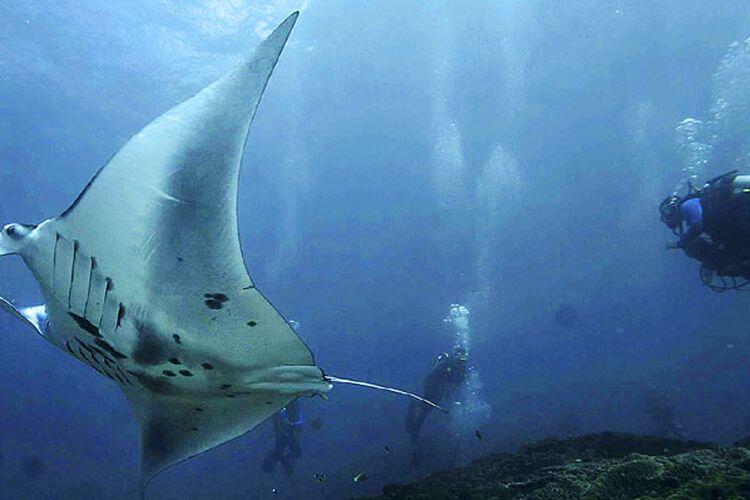 Inilah Ikan Pari Terbesar di Dunia, Beratnya menyamai Gajah Afrika