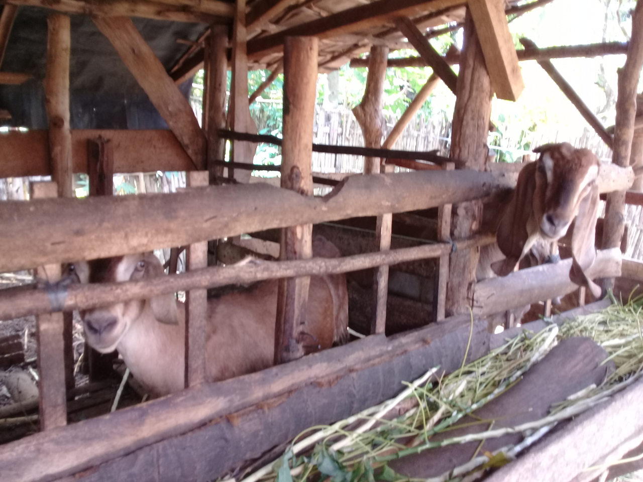 &#91;COC Bisnis&#93; Dilema Peternak Kambing, Harga Jual Turun karena Terdampak PSBB!