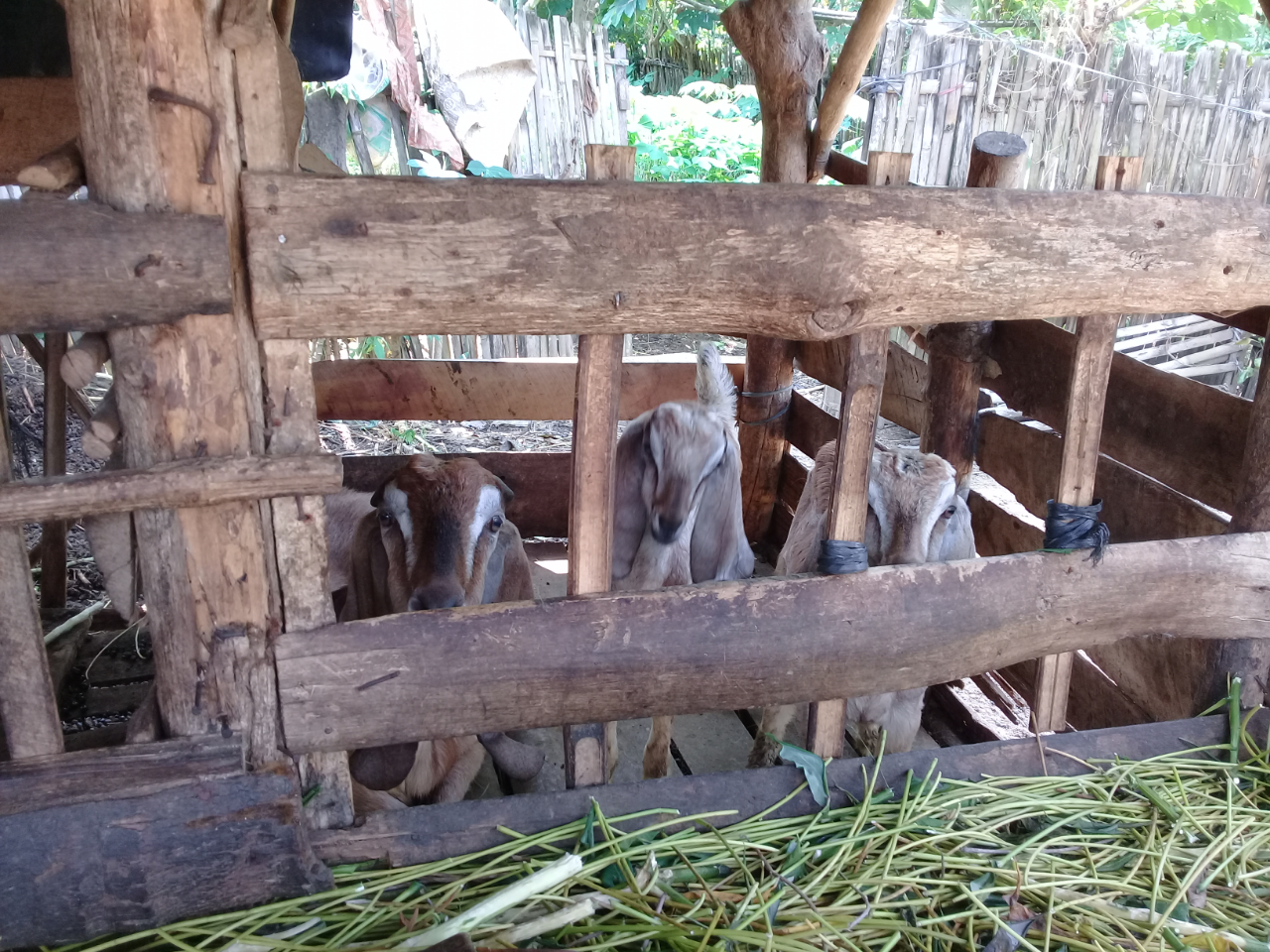 &#91;COC Bisnis&#93; Dilema Peternak Kambing, Harga Jual Turun karena Terdampak PSBB!